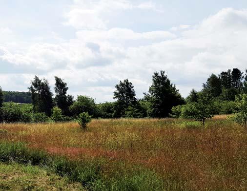 N - Naturmark N1 - Öppet fält/mark Med naturmark avses ytor som kräver låg skötselinsats. Ytorna får huvudsakligen utvecklas fritt med sporadisk tillämpning av röjning och gallring.