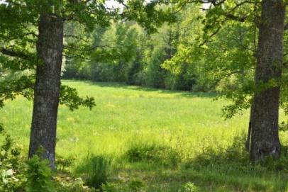 prospekt är enbart en okuläruppskattning av skogens volym, ålder, trädslagsfördelning etc. och grundar sig således ej på någon exakt mätningsmetod.