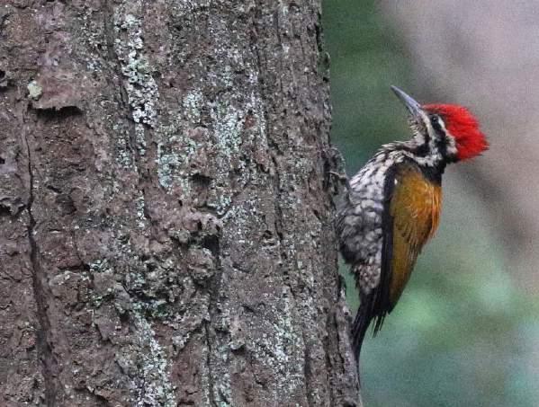175 Scaly-bellied Woodpecker Picus squamatus squamatus (Fjällig gröngöling) 1 hörd Pangot 28.2 176 Grey-headed Woodpecker Picus canus sanguiniceps (Gråspett) 3 Jim Corbett NP 24.