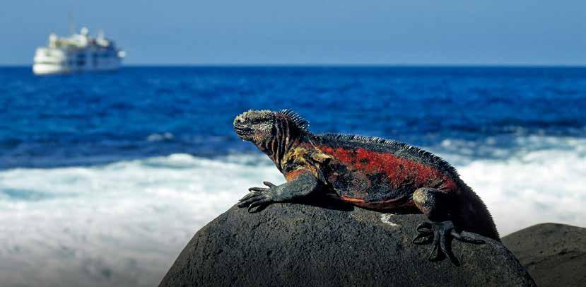 Club Eriks noga utvalda upplevelser Storslagna Galapagos & färgstarka Ecuador Att resa i Charles Darwins fotspår och utforska Galapagosöarna står högst upp på mångas önskelista.