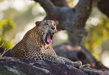 Mest känd är Yala dock för att vara en av de bästa platserna i världen för att se leoparder.