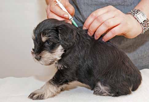 Vaccination Vi rekommenderar att du regelbundet vaccinerar din hund. Då har den ett gott skydd mot allvarliga och smittsamma sjukdomar.