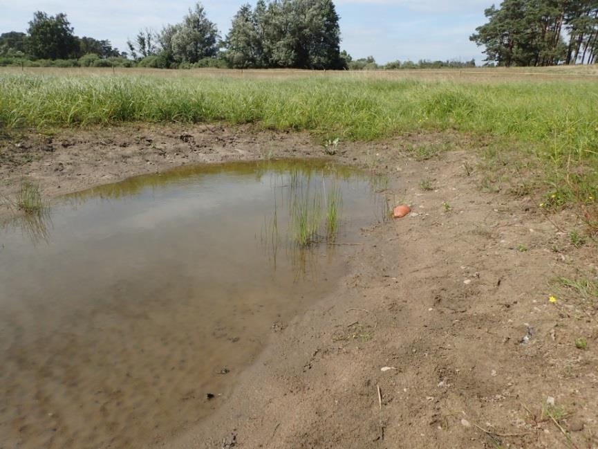 Figur 8. En typisk bild på en av de lämpligaste pölarna för strandpadda i det norra området av fältet (ej igenväxt, men håller vatten även på sommaren).