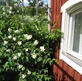 Kursdagens upplägg På förmiddagen är det föredrag med samtal och frågestund, Efter lunch träffas deltagarna i en studiegrupp.