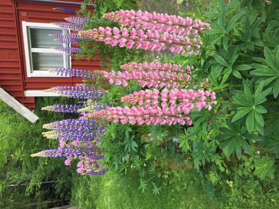 Sommarkurs 1 Vägen till freden Innerst inne längtar alla humana människor efter att leva i harmoni med varandra. Men hur uppnås denna fred?