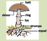 Svampens delar -Vi sjunger om