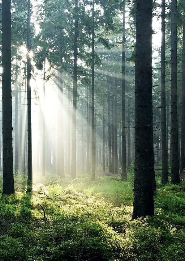 Vägen till ett kärleksfullt hem går genom skogen. Det finns ungefär 23,5 miljoner hektar skog i Sverige. Inte undra på att vi har en lång och gedigen historia att bygga trähus i vårt land.