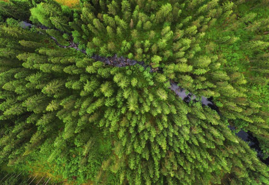 Bäcken rinner fram genom den västgötska skogen och ger liv åt mångfalden i dess närhet.