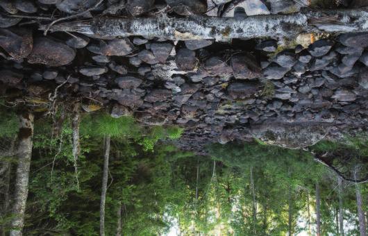 Dikad granskog i Va stergo tland. OM DET FINNS RISK ATT VATTNETS NATURLIGA RYTM I SKOGSLANDSKAPET PÅVERKAS AV EN AKTIVITET ÄR DET VIKTIGT ATT STANNA UPP OCH HITTA LÖSNINGAR.