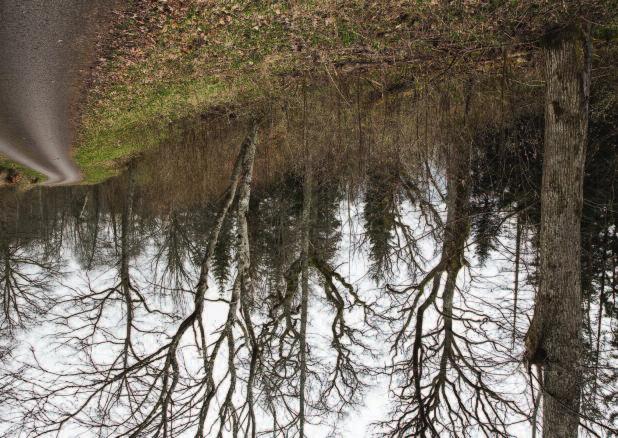 Längs flera vägar har man skapat upp till 30 meter lövalléer mellan väg och granskog.