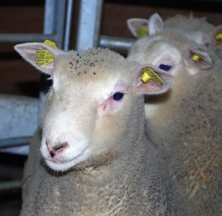 Ju större tillväxt lammen har, desto mindre energi