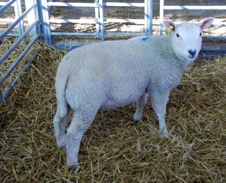 Stiftelsen Svensk Fårforskning Agroväst Den Danske Fåreafgiftsfond