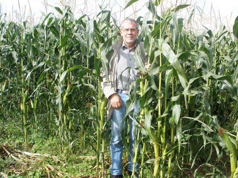 Bakgrund Majs till ensilage skördas inte alltid vid optimalt