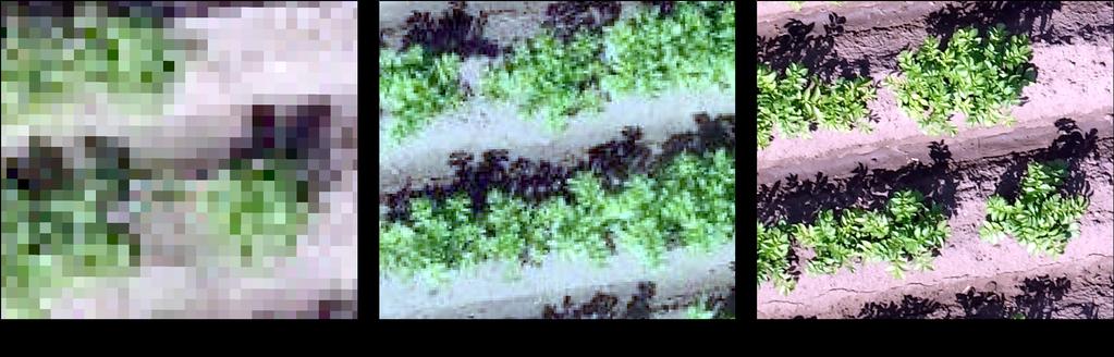 När man kopplar ihop ett antal bilder som tagits av drönaren av fältet till en s.k. mosaik förloras något av skärpan i bilden, vilket gör det svårare att identifiera enskilda bladfläckar av angrepp (Se bild 5).
