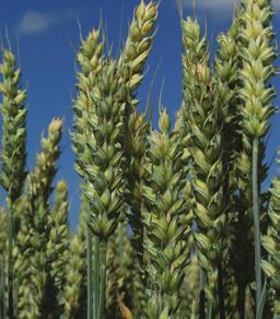 Fö Expect more. Försök i olika grödor har visat att AgCelence produkter har lett till högre avkastning, ökad stresstolerans, ökad vitalitet, bättre kvalitet och ökad produktivitet i olika grödor.