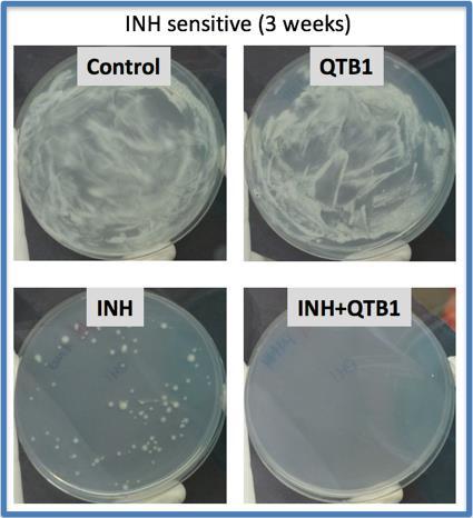 Toleransinhibitorer Mycobacteria Tolerans Inhibitor Blockerar