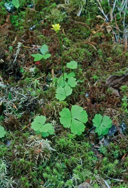 Figur 13. Registrerade förekomster av lappranunkel (Ranunculus lapponicus).