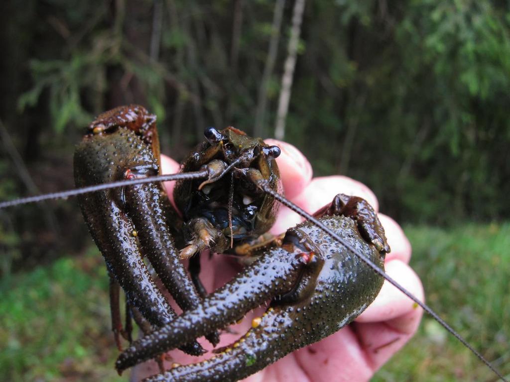 mellersta och norra Sverige, har olika stammars anpassning till klimat och odlingsmiljö utvärderats experimentellt.