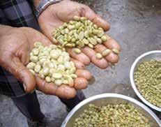 Ta reda på mer 1. Vad är skillnaden mellan Fairtrademärkt och vanligt kaffe? 2. Välj ett land och undersök vilka kränkningar av fackliga rättigheter som skett där.