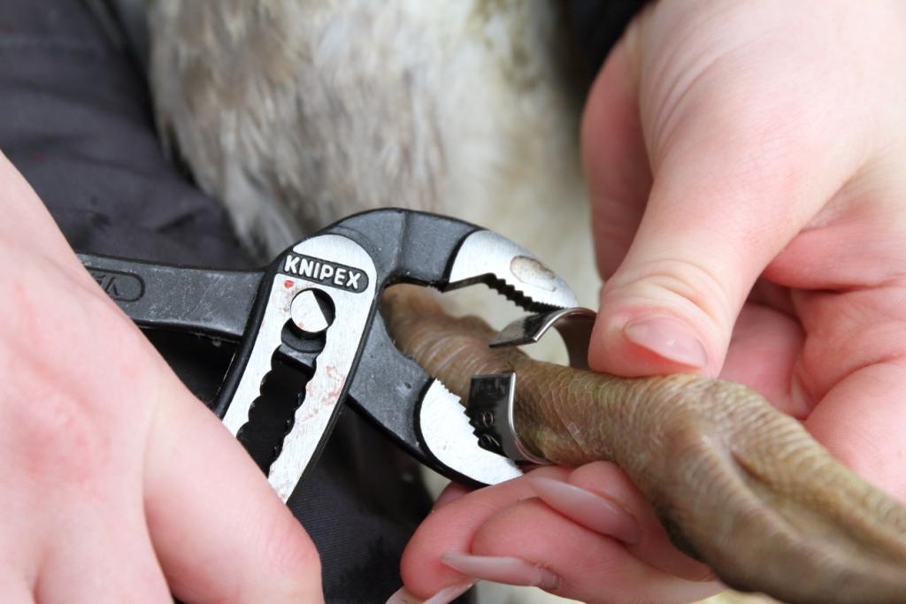 Alla märkta fåglar fick en stålring från Ringmärkningscentralen monterad på höger ben. Denna ring har ett individuellt nummer.
