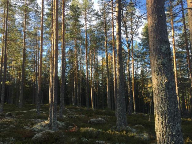 Belägenhet Viborg 3:3 utgörs av totalt 7 lättillgängliga skiften/skiftesgrupper med bra tillgänglighet via vägar. Se översiktskarta i skala :00 000 samt skogskarta i skala :5 000 och :0 000.