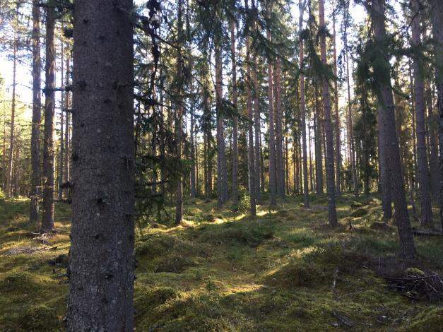 Enligt inventeringen omfattar skogsmarken ca 73,2 ha med ett uppskattat virkesförråd om 5 500 m 3 sk varav ca 2 600 m 3 sk är skog i slutavverkningsbar ålder, huggningsklass G2, S och S2.