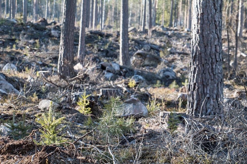 Högsby Trånshult 1:71 Högsby Trånshult 1:71 Om fastigheten Typ: Skogsgård Mark: 222 ha Pris: