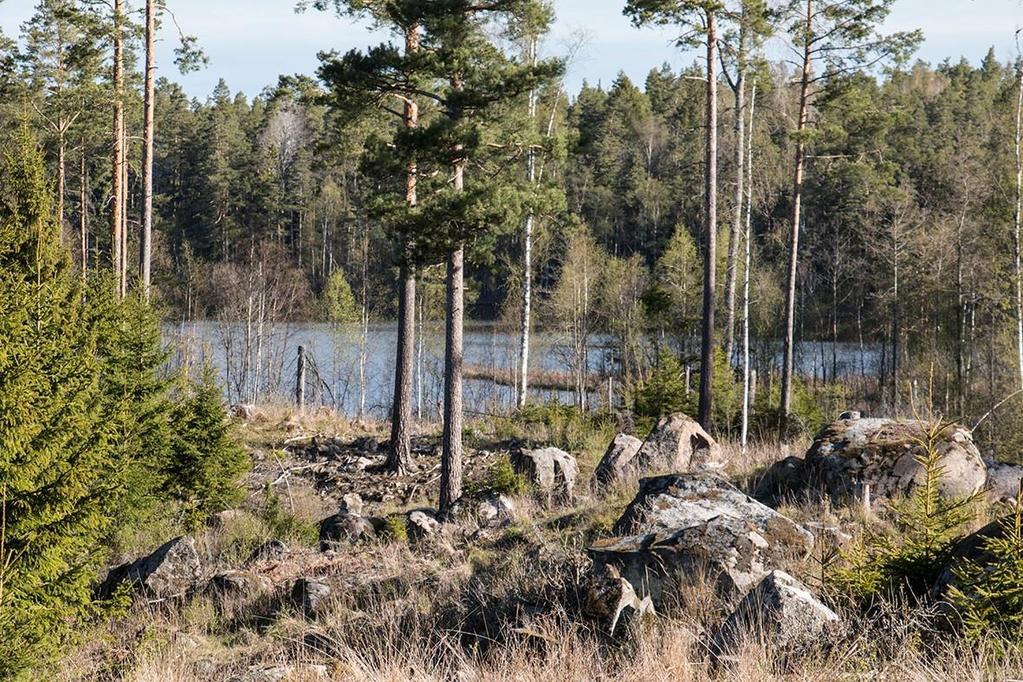 Högsby Trånshult 1:71 Skogsmark Skogsmarken om 212,9 ha domineras av tall med inslag av lite gran och löv, belägen på torr till frisk mark. Det totala virkesförrådet har uppskattats till 28 999 m³sk.