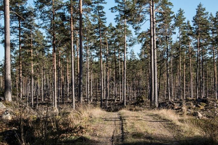 Medelbonitet på 5,9 m³sk/ha och år. Jakt/fiske Jakt och fiske är disponibelt från och med tillträdesdagen. Byfiske i Mörtsjön. Fastigheten igår i Dackeskogens ÄSO.