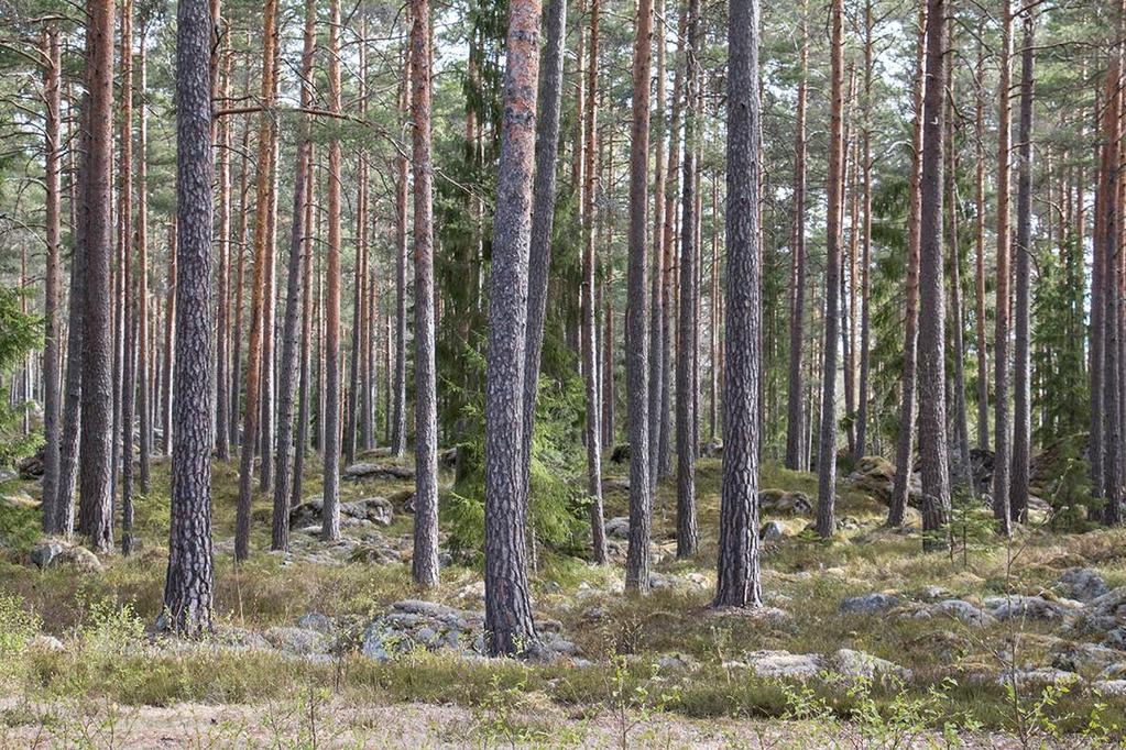 Högsby Trånshult 1:71 Om Skog & Lantbruk Skog & Lantbruk är ett rådgivningsföretag som arbetar med följande tjänster inom jord och skog: - Fastighetsförmedling - Generationsskifte -