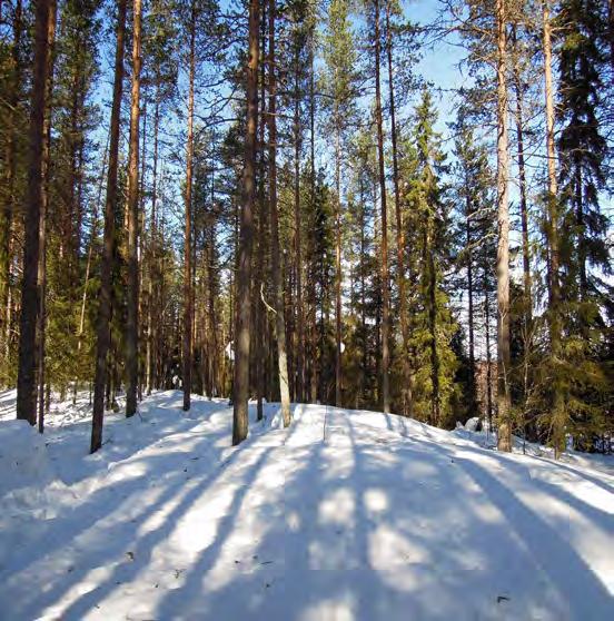 Två skogsfastigheter i Mjöfjärden Skogsfastigheter med i huvudsak ungs- och gallringsskogar. Två skogsskiften går mot havet på Sörnäsudden samt ingår skiften med ängsmark i byn.