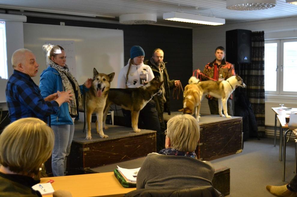 När det var laikornas tur började Ulf Ottosson med att ta in fyra hundar, två östsibiriska och två västsibiriska, där de olika typerna visades för deltagarna. Framför allt skillnaden i huvudena.