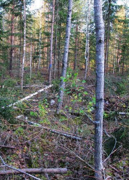 Svensk skogsvårdslagstiftning och biobränsletäkt Lämna viss mängd grov död ved. Skörd av grot på hyggen, men normalt lämna 25%. Mer om det behövs för att hindra markskador på körvägar.