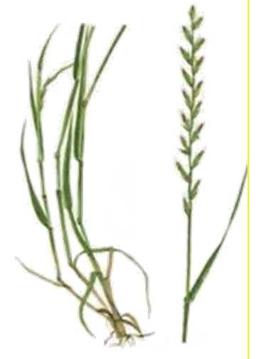 Gräs Grass Herbe Vete Wheat Blé Korn Barley Orge Rättika Radish Radis Lolium perenne Triticum Hordeum Raphanus raphanistrum Mängd kg/min kg/min kg/min Mängd kg/min kg/min kg/min kg/min Mängd kg/min