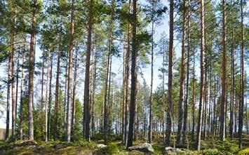 Vi har erfarna säljare och medarbetare med bred kunskap inom trä, målning och impregnering. I Norrskogs trävarusortiment ingår miljö och kvalitetssäkrade artiklar enligt PEFC och FSC standard.