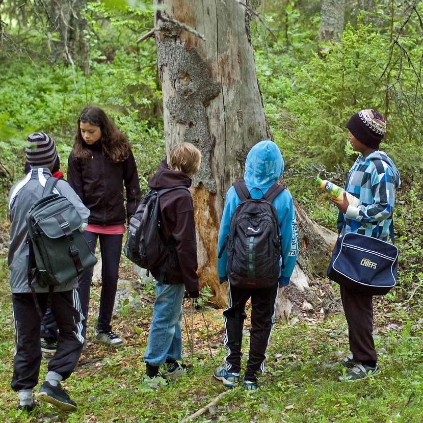 Samarbeten Naturskolan i Umeå samarbetar med en rad olika organisationer, myndigheter och företag både lokalt, regionalt, nationellt och internationellt.