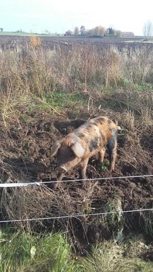 Deras lantgårdsdjur gör familjen delvis självförsörjande. Där kan vi njuta av natur och vyerna över slätten. Vi får se på flera sorters djur, där bor t.ex.