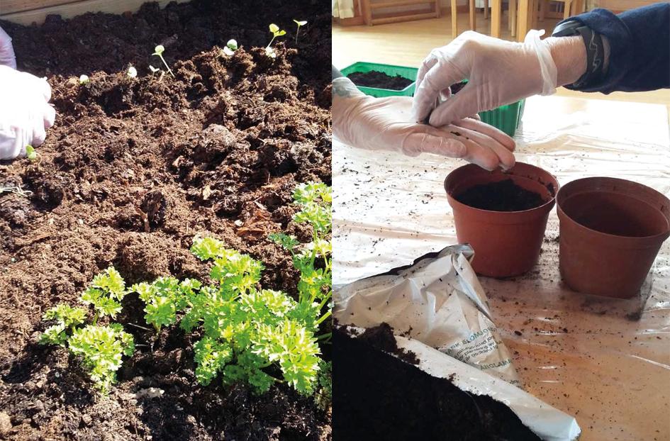 4 (15) ODLINGSPROJEKT MED TÅKERNS TRÄDGÅRD Malin Granlund Feldt från Tåkerns Trädgård var med de boende i uppstarten av Food for Lifes odlingsprojekt under våren.