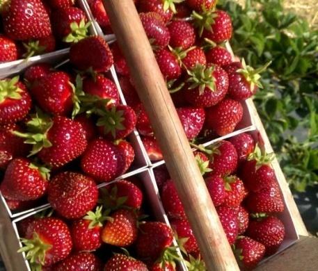 De flesta produkter kommer från vår egen gård och från små producenter i närheten av Grepstad och i butiken tillverkas bland annat olika sorters sylt, marmelader, saft, chutney och glögg.