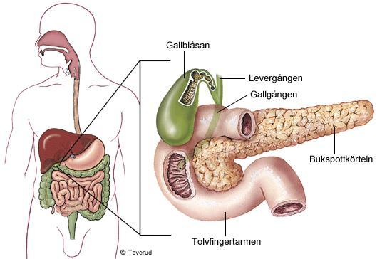 Tolvfingertarmen (första 25cm av tunntarmen) Galla från levern (gallblåsan): - gallsalter (som sönderdelar fett) - Bukspott från bukspottkörteln: - neutraliserar saltsyran från