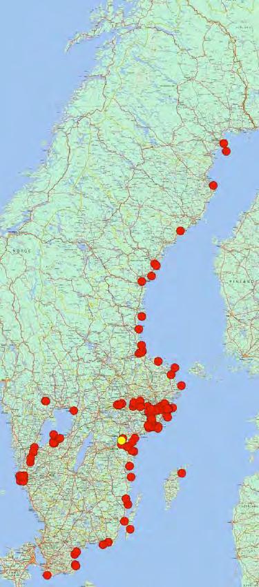 Kinesisk ullhandskrabba Eriocheir sinensis Den kinesiska ullhandskrabban står med