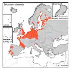 Reproduktion av kinesisk ullhandskrabba Tillgänglig litteraturdata om fortplantningen är från Tyskland och England.