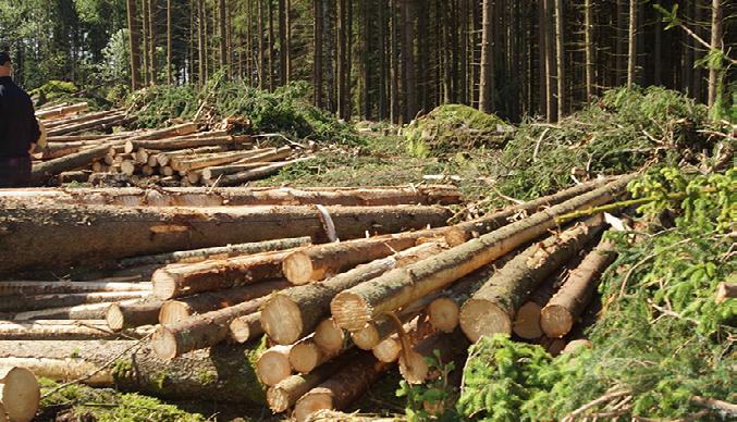 Skogsslingan Handledning till Skogsslingan I skolskogsryggsäcken finns även nio faktablad om skog och skogsbruk samt tipsfrågor till dessa faktablad.