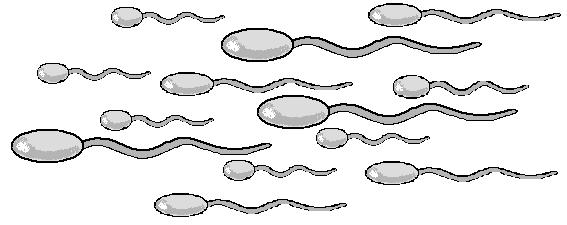 Uppgift - Befruktning 1. Hur många ägg mognar i kvinnans kropp varje månad? 2. Hur många spermier kan en sädestömning innehålla? 3. Hur många spermier behövs för att befrukta ett ägg? 4.