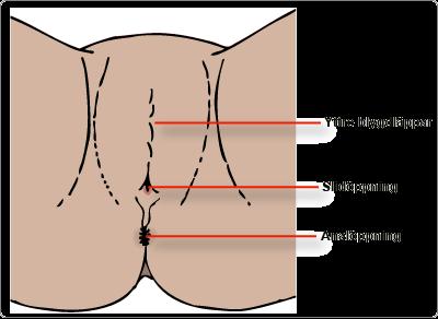 Uppgift Kvinnans könsorgan 3. Kvinnans könsceller kallas ägg. I vilket organ finns de?. 4.