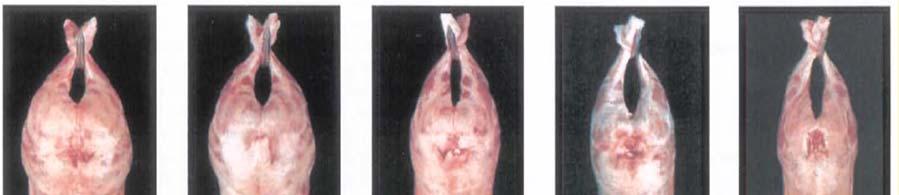 Uppgifter från litteraturen om kroppsform Klassning kroppsform Sverige Slaktkropparnas köttinnehåll uppskattas genom en bedömning av