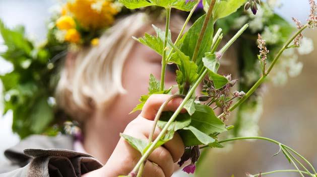 Vilda växter och djur DU FÅR Plocka vilda blommor och växter i naturen.