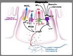 and κ opioid receptor agonist och δ opioid