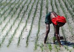 NIVÅ 2 MATSÄKERHET OCH KLIMAT I BANGLADESH Matsäkerhet och klimatförändringarna har en tydlig koppling till varandra. Som exempel tittar vi närmare på Bangladesh.