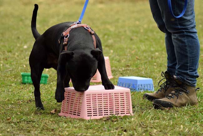 Agility som aktivering Om intresse finns tänkte vi ha en helg med agility! Vi tar emot anmälningar från dig som är nybörjare, såväl dig som gått kurs. För att kursen ska bli av behövs 5-6 deltagare.